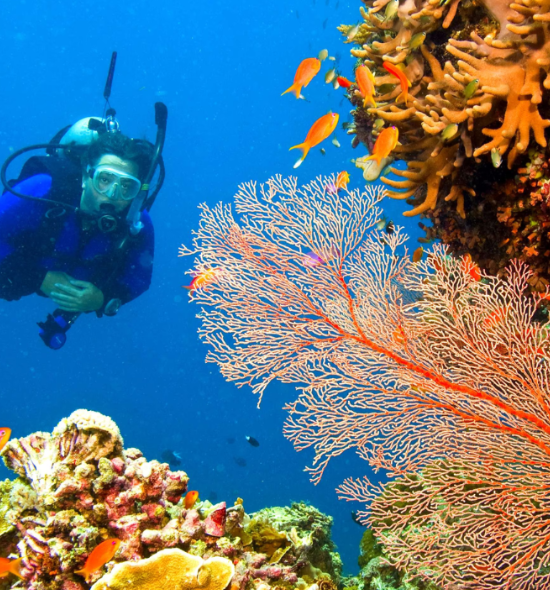 Best Scuba Diving At Grand Island